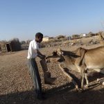 Bakool xoolahii Oo dhamaanaya 1