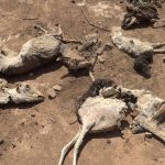 Bakool xoolahii Oo dhamaanaya 2