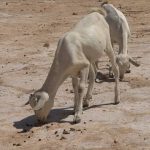 Bakool xoolahii Oo dhamaanaya 3