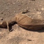 Bakool xoolahii Oo dhamaanaya 4