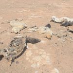 Bakool xoolahii Oo dhamaanaya 5