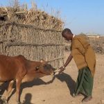 Bakool xoolahii Oo dhamaanaya 6